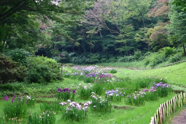 明治神宮撮影スポット 明治神宮御苑